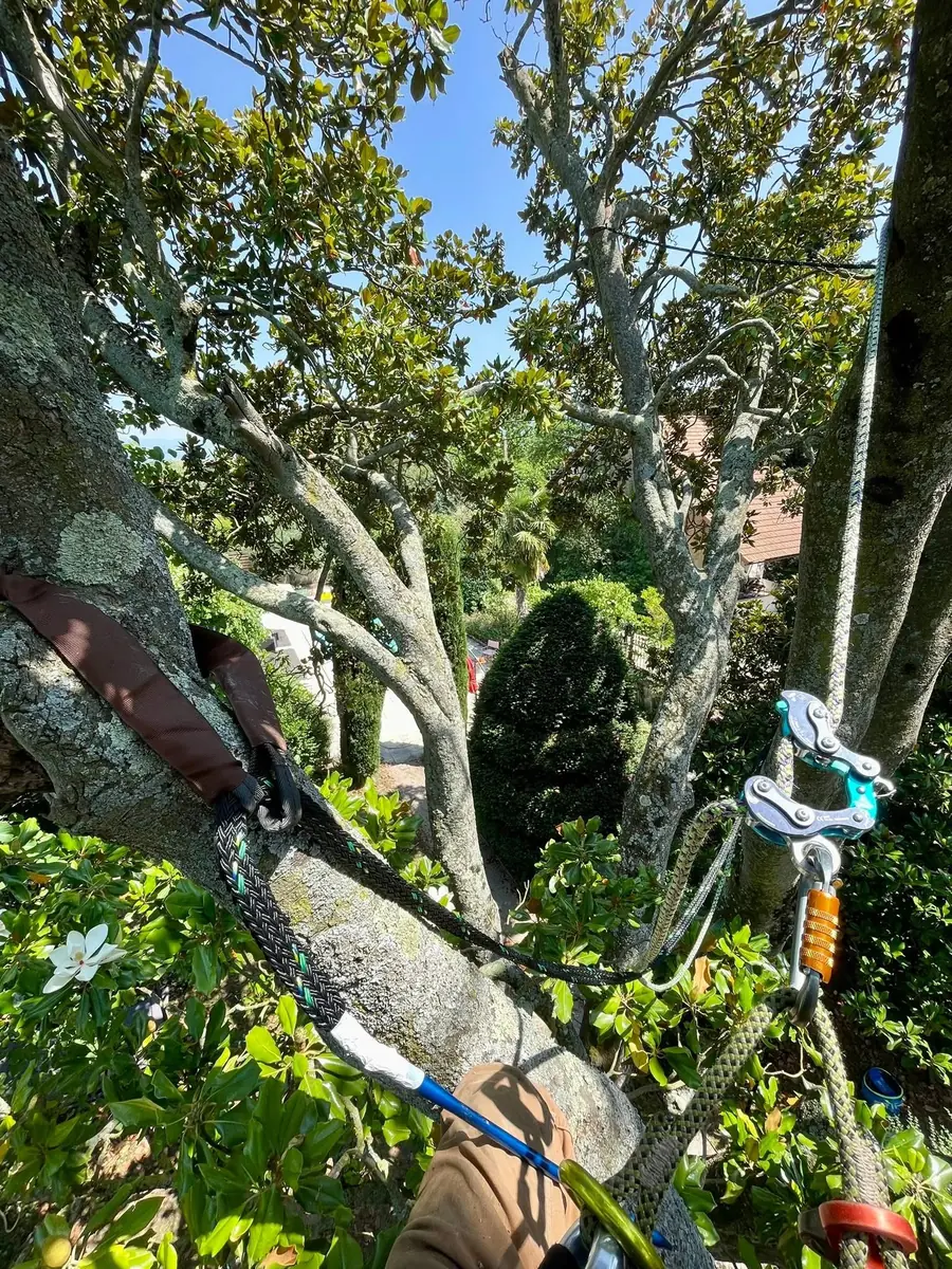 Haubanage d’un arbre
