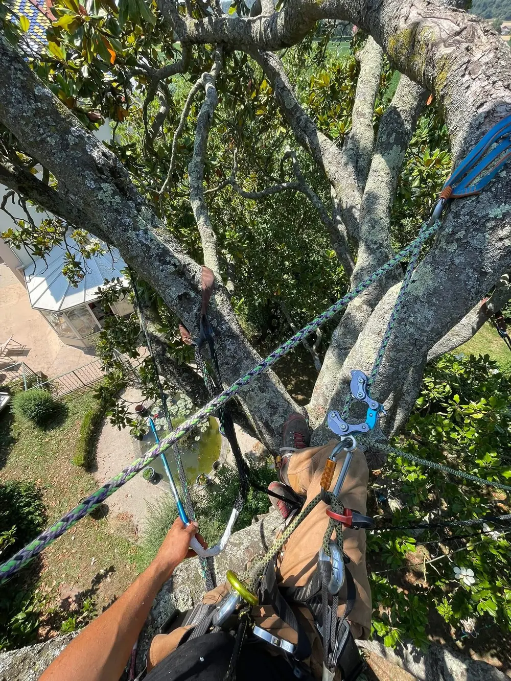 Haubanage posé dans le houppier d’un arbre