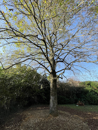 Arbre taillé, broyat étalé au pied en paillage