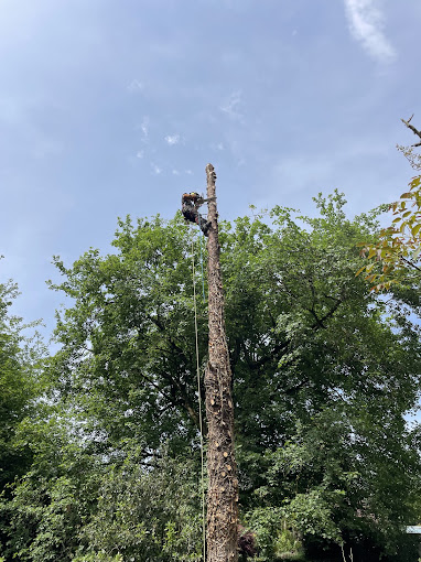 Démontage d’un arbre mort, depuis la cime