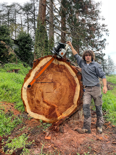Une grume de séquoia hors norme