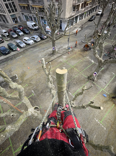 Taille de platanes en centre-ville, vue depuis l’arbre