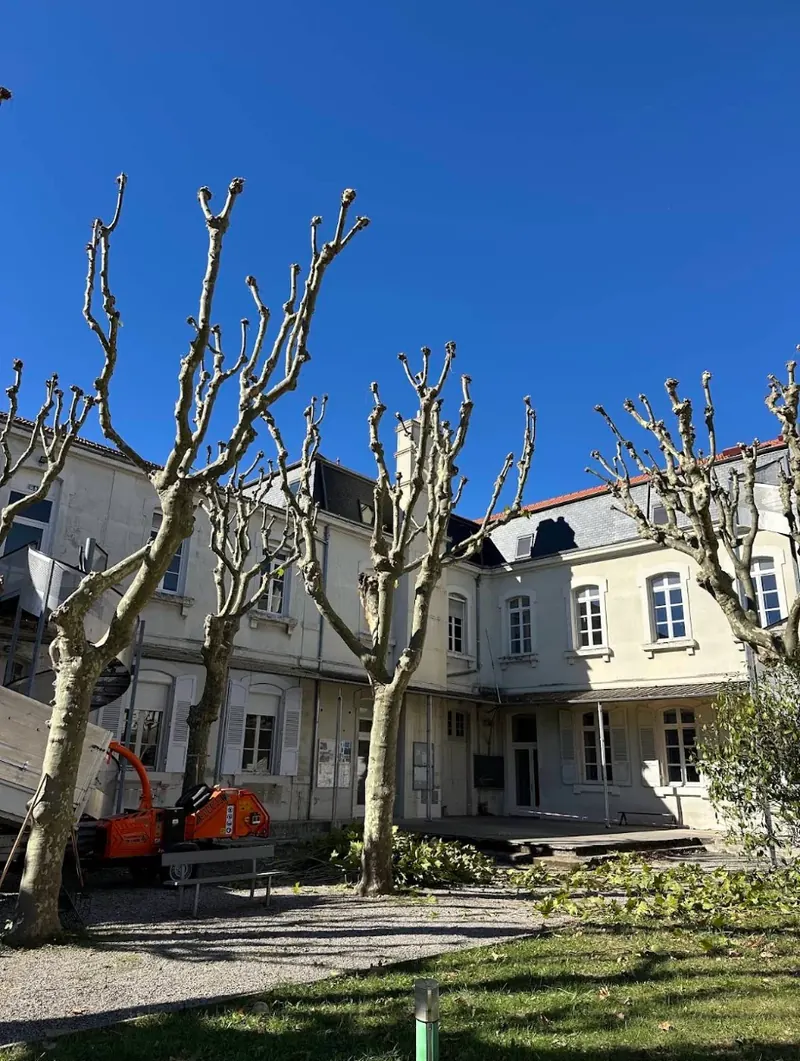 Platanes en taille courte devant un bâtiment, broyeur au pied des arbres