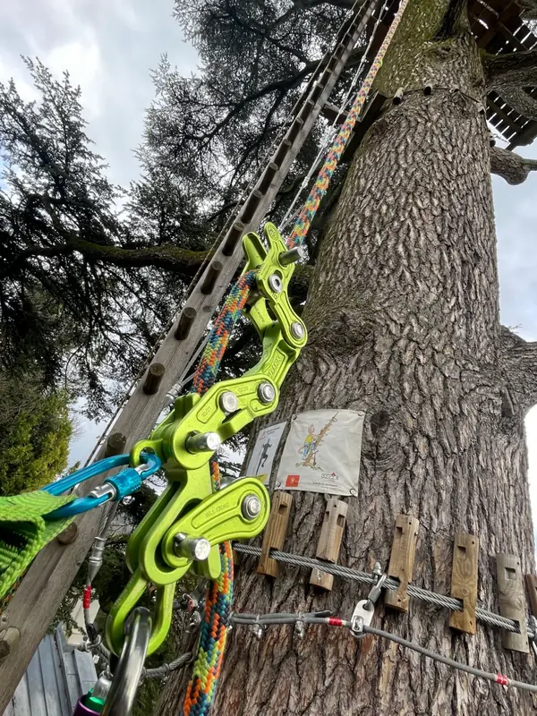 Bois mort retiré dans un gros cèdre, en parc d’accrobranche
