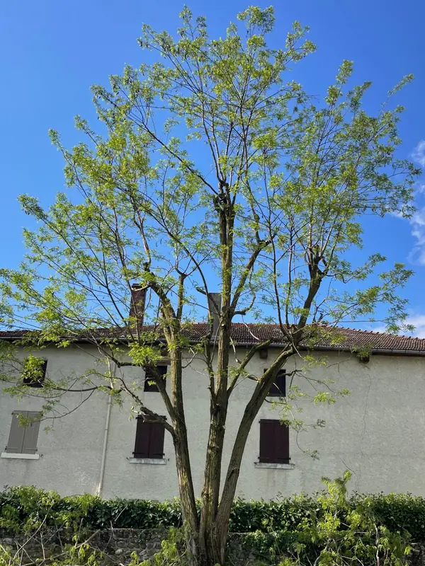 Éclaircie d’un robinier